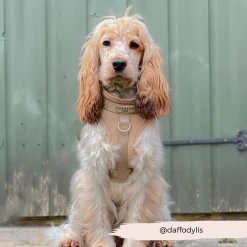 NAKD Adjustable Neck Harness, Lead, Collar & Poop Bag Holder Bundle - Biscuit 29 NAKD Adjustable Neck Harness, Lead, Collar & Poop Bag Holder Bundle - Biscuit -Cocopup London 82 76a7bbd6 8e89 4938 b1aa dae4a1184a87