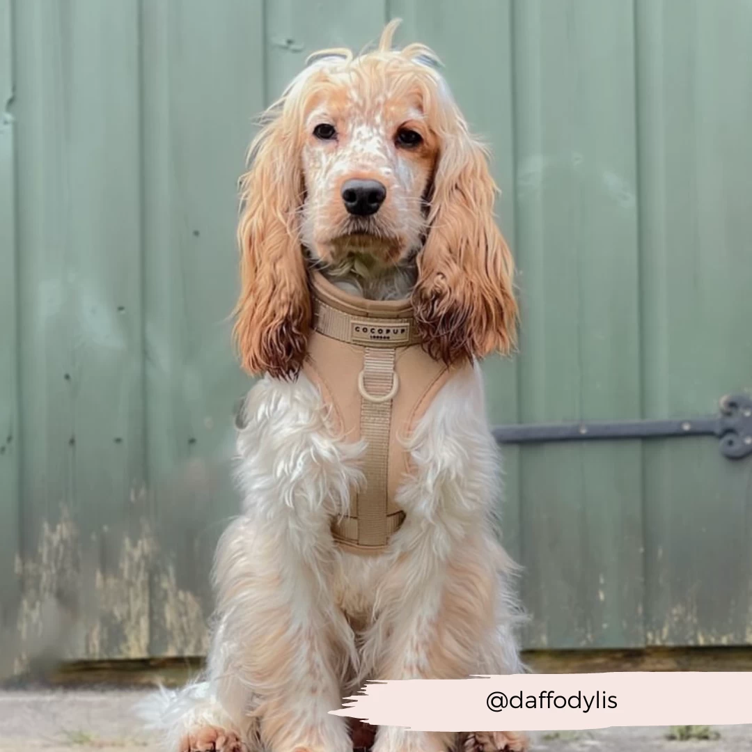 NAKD Adjustable Neck Harness, Lead, Collar & Poop Bag Holder Bundle - Biscuit 16 NAKD Adjustable Neck Harness, Lead, Collar & Poop Bag Holder Bundle - Biscuit - Image 14