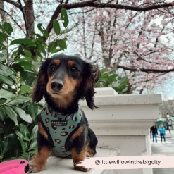 Khaki Leopard Adjustable Neck Harness, Lead & Collar Bundle -Cocopup London 85 ba18afbe 4c58 4784 b926 611c6aca45ad