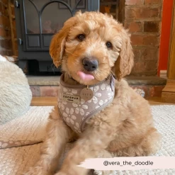 Luxe Mocha Flower Adjustable Neck Harness, Lead & Collar Bundle -Cocopup London 86 18d3a864 562a 464a b861 bcde202117b5