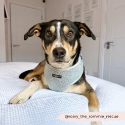 Teddy Daydream Adjustable Neck Harness, Lead & Collar Bundle 29 Teddy Daydream Adjustable Neck Harness, Lead & Collar Bundle -Cocopup London 88 6da3ee66 bea3 4a47 8318 f4d79c6a7589