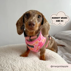 Summer Bloom Collar -Cocopup London 8 00b1942e 5544 4ac4 b021 86f97b502c21