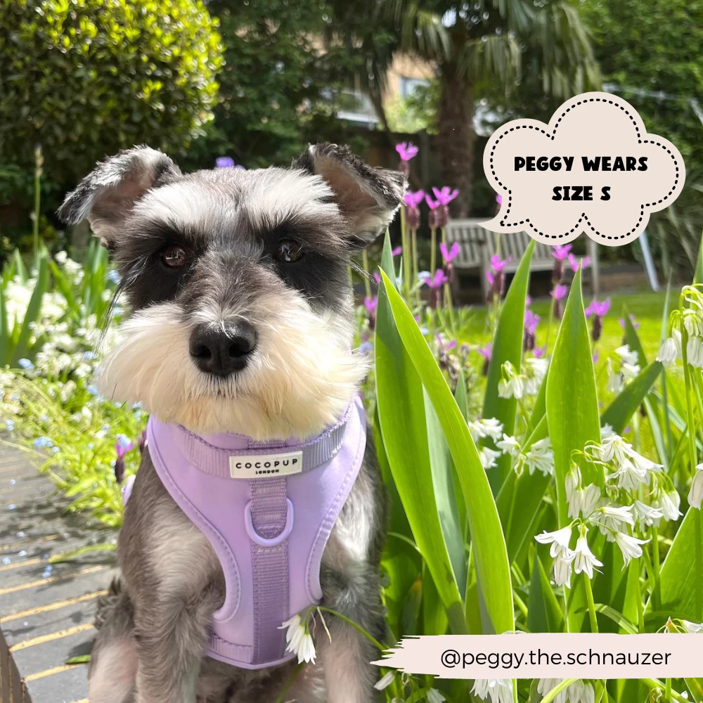 NAKD Adjustable Neck Harness, Lead, Collar & Poop Bag Holder Bundle - Parma Violets 20 NAKD Adjustable Neck Harness, Lead, Collar & Poop Bag Holder Bundle - Parma Violets - Image 18