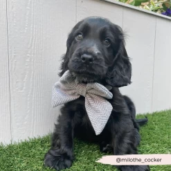 Brown Tweed Sailor Bow Tie -Cocopup London 8 5075b150 8264 4c0f adc6 cda80160b02f