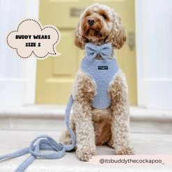 Teddy Daydream Adjustable Neck Harness, Lead & Collar Bundle 26 Teddy Daydream Adjustable Neck Harness, Lead & Collar Bundle -Cocopup London 8 b3ac5473 cddc 44d3 94c5 11a08c92dbfc