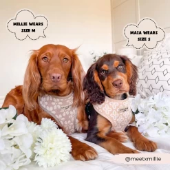 Luxe Adjustable Neck Harness - Mocha Flower -Cocopup London 8 c924b218 0295 4e05 94f0 e18ece9720a6