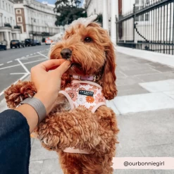 Groovy Florals Adjustable Neck Harness 25 Groovy Florals Adjustable Neck Harness -Cocopup London 8 db3b68e2 e583 4a4b ae7d e7134a862cc3