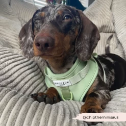 NAKD Adjustable Neck Harness - Matcha 38 NAKD Adjustable Neck Harness - Matcha -Cocopup London 92 06fef1d1 2052 4197 9d03 01a5b5327b88