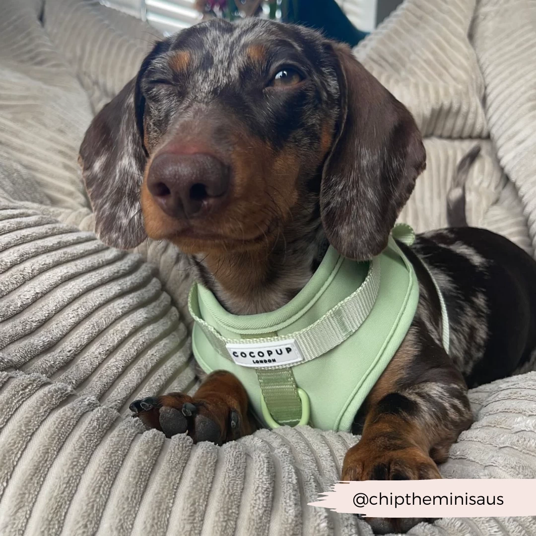 NAKD Adjustable Neck Harness - Matcha 19 NAKD Adjustable Neck Harness - Matcha - Image 17