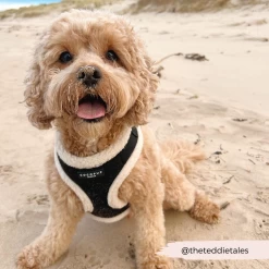 Black Aviator Adjustable Neck Harness -Cocopup London 97 f53853d6 42fa 4945 8e0d 675944174d0f