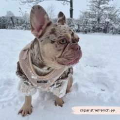 Teddy Adjustable Neck Harness - Rupert -Cocopup London 9 23106959 f7cc 488f 8e9f e7a3dc7dc257