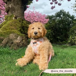 Groovy Florals Adjustable Neck Harness, Lead & Collar Bundle 25 Groovy Florals Adjustable Neck Harness, Lead & Collar Bundle -Cocopup London 9 248863c3 8f7e 4142 874e 4a9c4260ce03