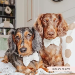 Sage Tweed Bow Tie -Cocopup London 9 28edfa7a bf4b 4d78 9a98 4b712df2b06a