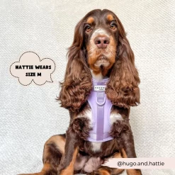 NAKD Adjustable Neck Harness, Lead, Collar & Poop Bag Holder Bundle - Parma Violets 34 NAKD Adjustable Neck Harness, Lead, Collar & Poop Bag Holder Bundle - Parma Violets -Cocopup London 9 3f603cff 6cde 4a51 924a b4a07259e340