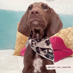 Ivory Tort Bandana -Cocopup London 9 5494f860 6d74 473e 916f b0405d0c7306