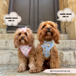 Smiley Pawty Tent Adjustable Neck Harness -Cocopup London 9 785c2090 5e87 4568 9039 70328dee1273