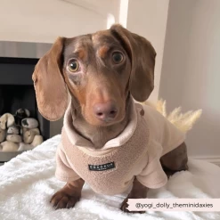 Teddy Adjustable Neck Harness - Rupert -Cocopup London 9 919cc040 6b61 428a 8569 5efe8bd14c5a