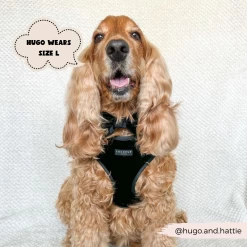 Luxe Velvet Adjustable Neck Harness, Lead & Collar Bundle - Noir -Cocopup London 9 a4caccfd 0ce2 4f80 9d76 5239827bd98c