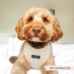 Brown Tweed Adjustable Neck Harness -Cocopup London 9 a8539763 558b 4c91 a054 a60a9e391568