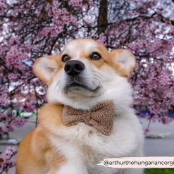 Teddy Bow Tie - Rupert 15 Teddy Bow Tie - Rupert -Cocopup London 9 aa7d1330 92bb 48cd a99c 40155d6d665c