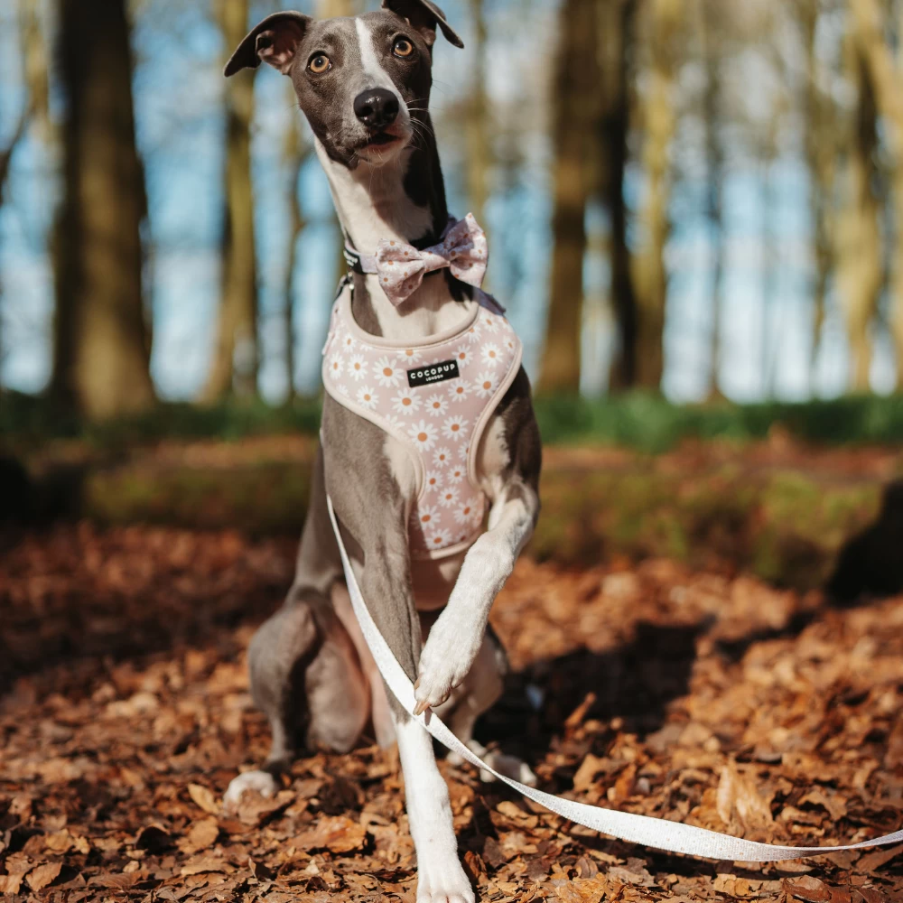 Daisy Chain Adjustable Neck Harness, Lead & Collar Bundle 12 Daisy Chain Adjustable Neck Harness, Lead & Collar Bundle - Image 10