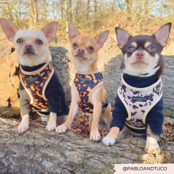 Ivory Tort Adjustable Neck Harness -Cocopup London CPWEBIMAGERY 46cc3e46 c55e 4671 8c76 2347f49944a0