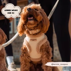 Quilted Collar 9 Quilted Collar -Cocopup London Coatcollectionwebpics 1