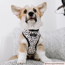 Monochrome Spots Adjustable Neck Harness -Cocopup London CocopupImagery 732a0bf1 3210 42f2 960b d4eedc223623