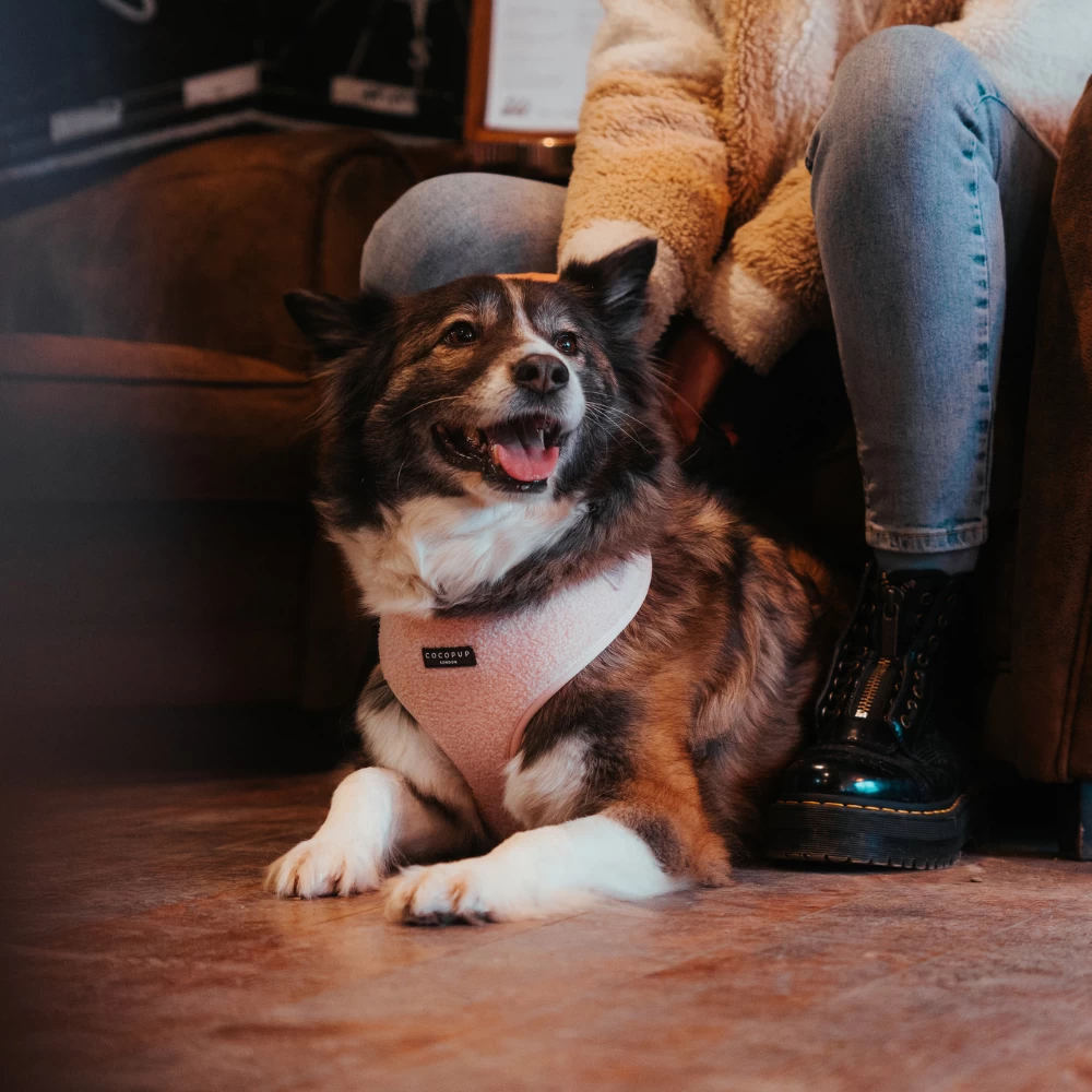 Teddy Adjustable Neck Harness - Love-a-Lot 20 Teddy Adjustable Neck Harness - Love-a-Lot - Image 18