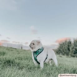 Khaki Leopard Adjustable Neck Harness, Lead & Collar Bundle -Cocopup London CocopupWebsite 3 1800x1800 90b4c45c 3f0a 41a3 8e32 e0bc31ea1d6d