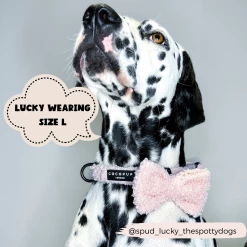 Teddy Collar - Love-a-Lot -Cocopup London CocopupWebsite 3 8f60e62b 3ea1 4957 8a39 1c1e7c4baa4e