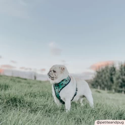 Khaki Leopard Adjustable Neck Harness -Cocopup London CocopupWebsite 3 ab225a4a c76d 4aab 832a c19d19fe406a