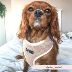 Teddy Adjustable Neck Harness - Rupert -Cocopup London CocopupWebsite 5