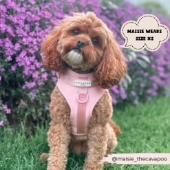 NAKD Adjustable Neck Harness, Lead, Collar & Poop Bag Holder Bundle - Candyfloss -Cocopup London CocopupWebsite 6