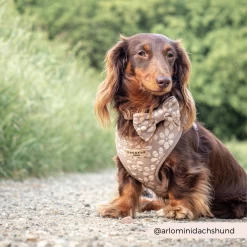 Luxe Bow Tie - Mocha Flower -Cocopup London CocopupWebsite 6 12d46099 9069 4e56 816f e7dcd4ee3927