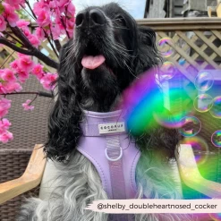 Cocopup X Meaty Bubbles - BBQ Chicken -Cocopup London CocopupWebsite 7 7ac8a4c3 0ff4 48c3 ae94 0dacae84e106