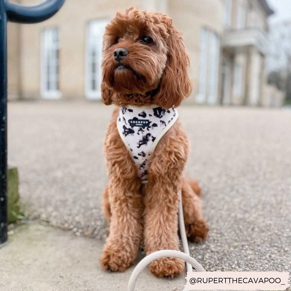 Ivory Tort Adjustable Neck Harness, Lead & Collar Bundle 8 Ivory Tort Adjustable Neck Harness, Lead & Collar Bundle - Image 6