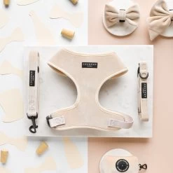 Luxe Velvet Bow Tie - Champagne -Cocopup London DSC 0914 e403bc1e 3596 4fd7 a4f5 bd889e62b71e