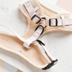 Luxe Velvet Adjustable Neck Harness, Lead & Collar Bundle - Champagne -Cocopup London DSC 0965 60144e8d edfa 4e1b 9634 f00f91ab1fed