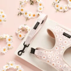 Daisy Chain Adjustable Neck Harness, Lead & Collar Bundle 24 Daisy Chain Adjustable Neck Harness, Lead & Collar Bundle -Cocopup London DSC 7820 b75a85a6 c950 4c7d 8432 fbf1b0e39040