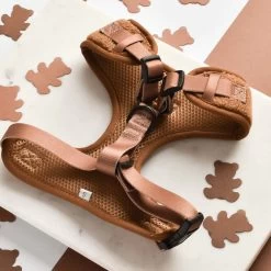 Teddy Paddington Adjustable Neck Harness, Lead & Collar Bundle -Cocopup London GREYBAG 1800x1800 4fcd117e e3b7 466f a260 8e3aee787eed