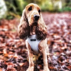 Sage Tweed Adjustable Neck Harness, Lead & Collar Bundle -Cocopup London GREYBAG 6 2c9df6b4 0d0c 4a02 9f29 de037a79fc51