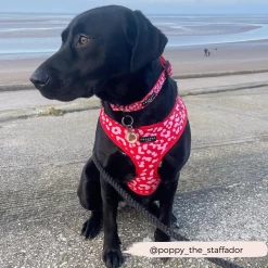 Red & Pink Leopard Collar -Cocopup London GraceCocopupwebsitepics