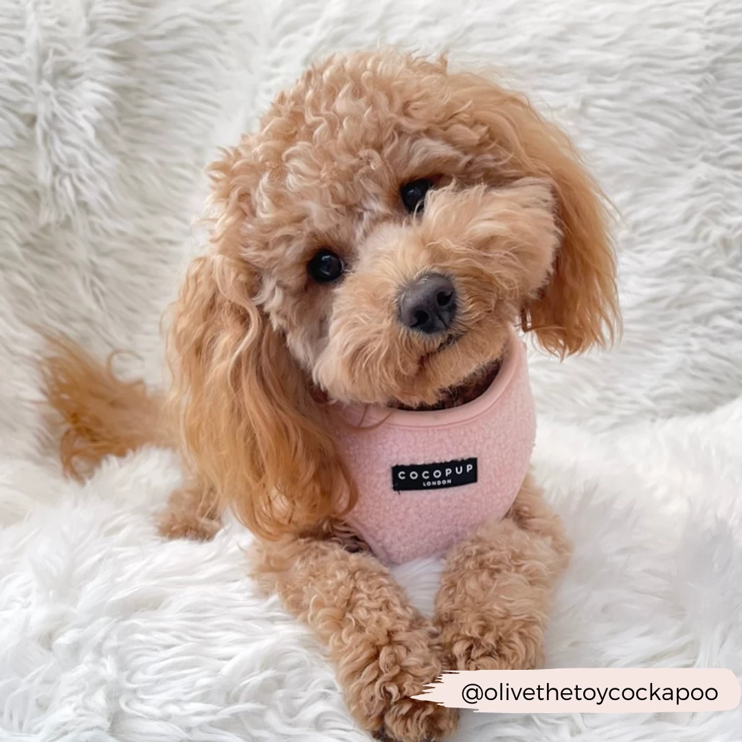 Teddy Adjustable Neck Harness - Love-a-Lot 16 Teddy Adjustable Neck Harness - Love-a-Lot - Image 14