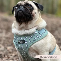 Sage Leopard Adjustable Neck Harness -Cocopup London GraceCocopupwebsitepics 7