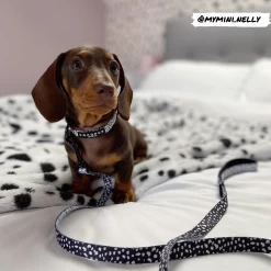 Monochrome Spots Lead - Puppy -Cocopup London Reversible 11