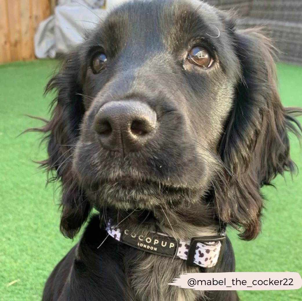 Monochrome Spots Collar 7 Monochrome Spots Collar - Image 5