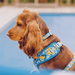 Amalfi Lemon Adjustable Neck Harness -Cocopup London Untitled design 16 1