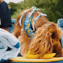 Amalfi Lemon Adjustable Neck Harness -Cocopup London Untitled design 17 1