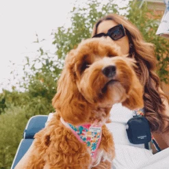 Portofino Pup Adjustable Neck Harness -Cocopup London Untitled design 21 1